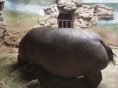 河马犇犇20201115-北京动物园