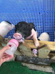 -萌宠亲子动物乐园(槐房万达店)