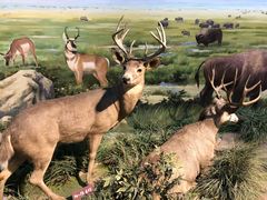 -陕西自然博物馆