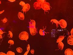 -上海海洋水族馆