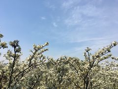 -树山生态村