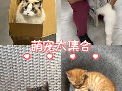 -安安宠医宠物医院·异宠·犬猫内科(岳阳分院)