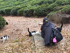 -南京市江宁方山