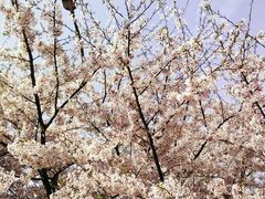 教室-武汉大学-樱园