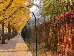 -三里屯东五街银杏大道