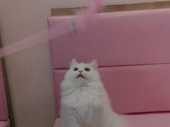-Sweet cat·星愿猫咖(国贸大厦店)
