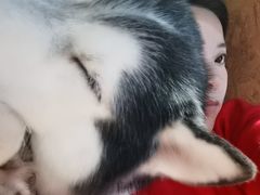 -Husky Go! 哈士奇体验馆·宠物咖啡厅狗咖