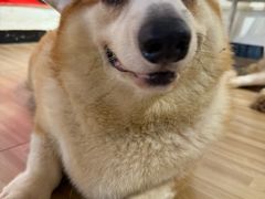 -喵小馆·猫咖狗咖猪咖·饮品店