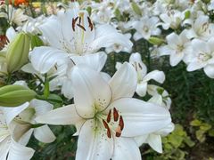 -石家庄市植物园