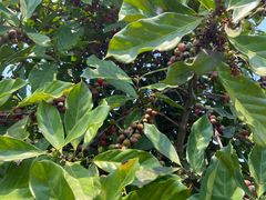 -侯臣咖啡文化村