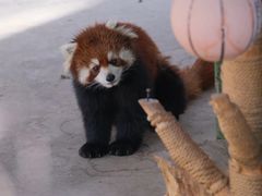 -青藏高原野生动物园