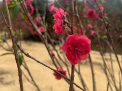 -南国桃园旅游度假区