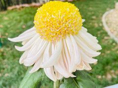 -菊花台公园