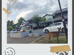 -奈良公园