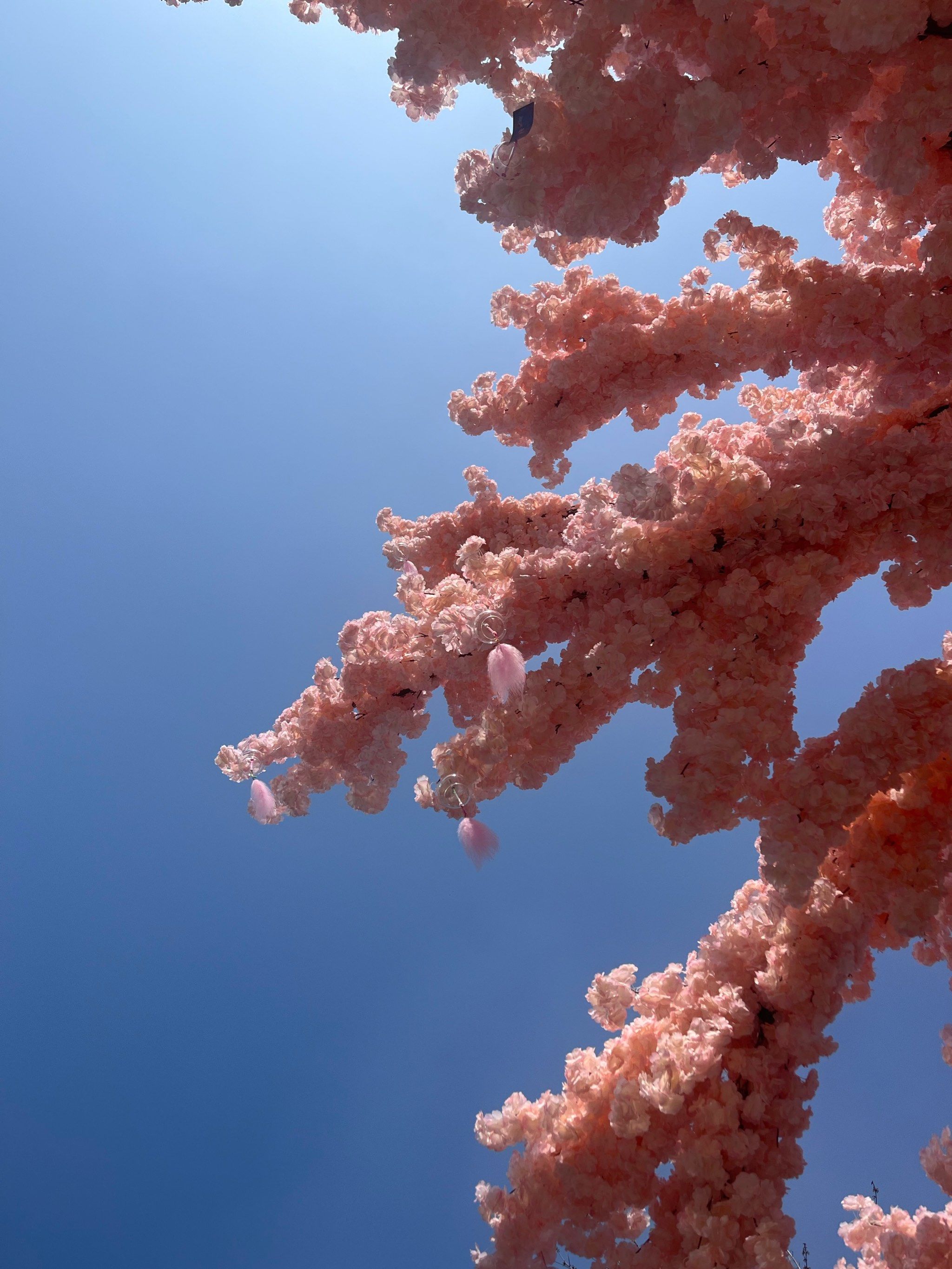 樱花风车转动世纪!这个美丽新世界分享你!