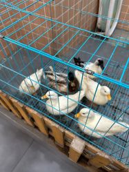 -Moni星球萌宠·小马宝莉·灵蛇·高端高阶全萌宠互动体验俱乐部(红豆国际广场店)