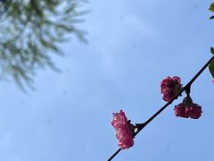 -将府公园