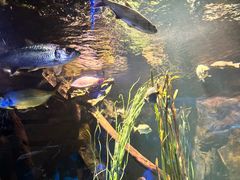 -悉尼海洋生物水族馆