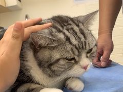 -美联众合动物医院·24h京西诊疗中心