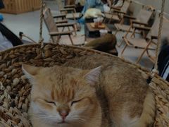 -Heymao猫咖.咖啡厅(东门店)
