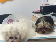 -天使宠物医院·犬猫分诊(彩虹店)