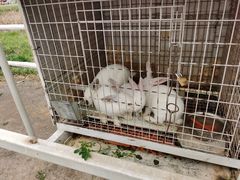 -大连铭湖国际观光牧场