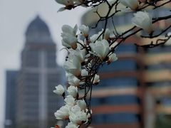 -陆家嘴中心绿地