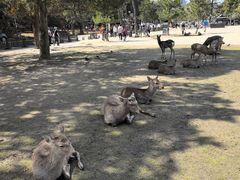-奈良公园