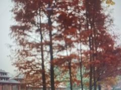 -重庆彩云湖湿地公园
