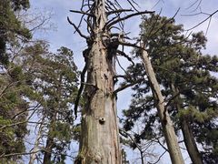 -天目山大树王景区