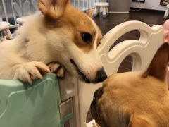 -柯斗斗主题餐厅·狗咖·围炉煮茶·茶饮(国瑞升平里店)