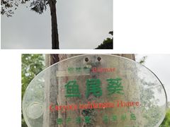 -番禺大夫山森林公园