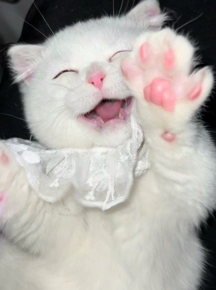 大家一定要警惕这种笑脸猫!