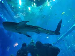 -成都浩海立方海洋公园