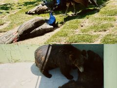 -西霞口神雕山野生动物世界