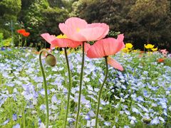 -上海共青森林公园