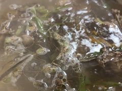 石橄榄汤底-潮陈记土鸡火锅(东厦北路店)