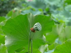 -四川大学(华西校区)