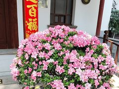 -秋霞圃