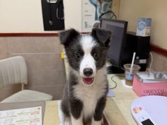 -艾贝尔宠物医院·狂犬免疫点(江山金象城店)