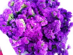 -沪花拾者(好再来花卉鲜花店)