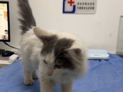 -特一安24小时宠物医院·骨科·中兽医