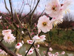 -花开海上生态园