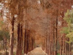 -合肥滨湖国家森林公园