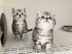 -lincat·猫舍(广州店)