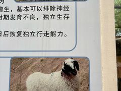 -青藏高原野生动物园
