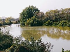 -大湾区中央湿地公园-十九涌
