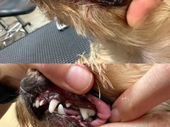 -帕帕拉兹宠物(亚洲旗舰店)