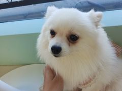 -怪兽屋·羊驼·猫咖·狗咖(俊华广场店)