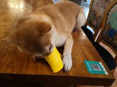 -more than meow吴止猫主题餐厅(承德 中船汇店)